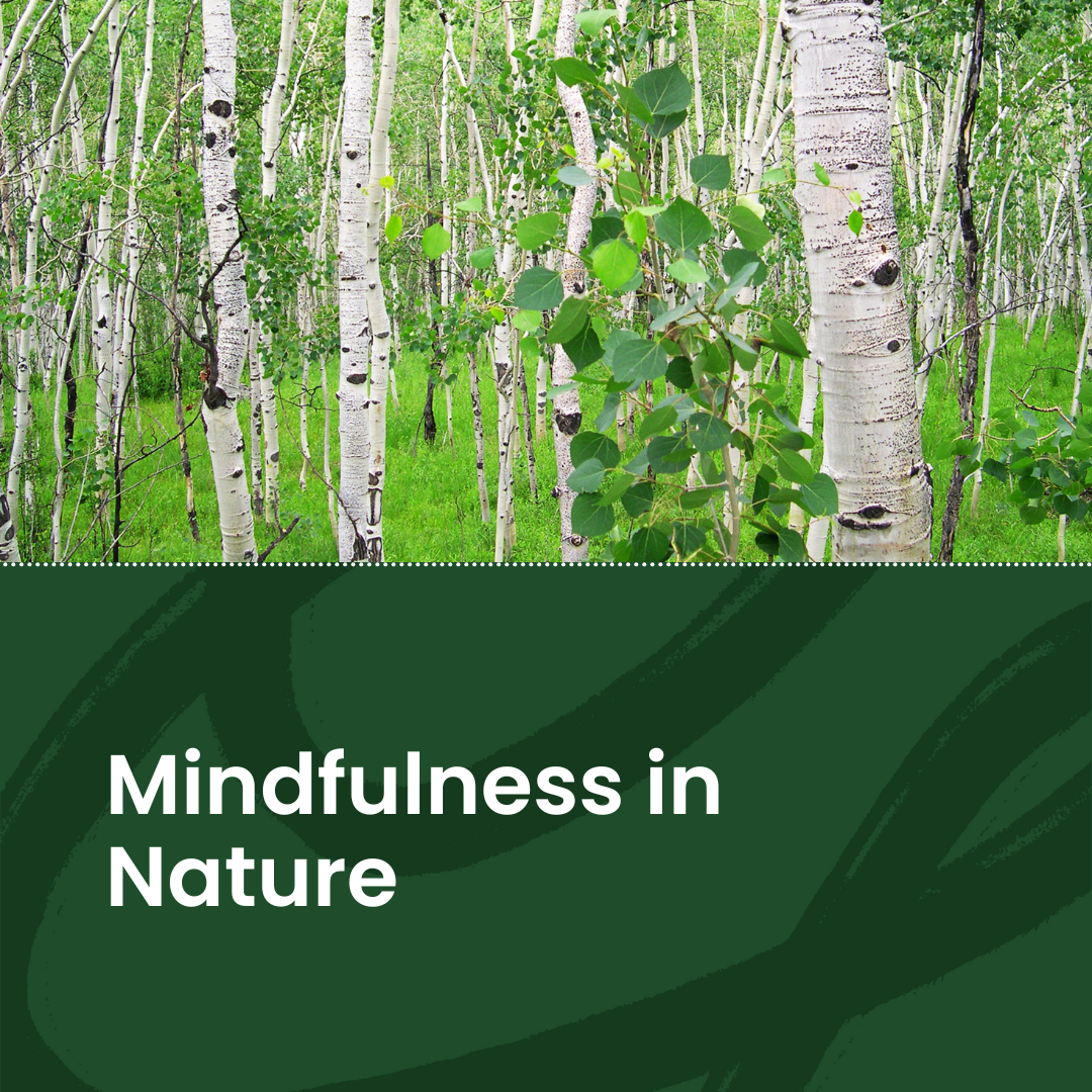Mindfulness in Nature with photo of aspen trees