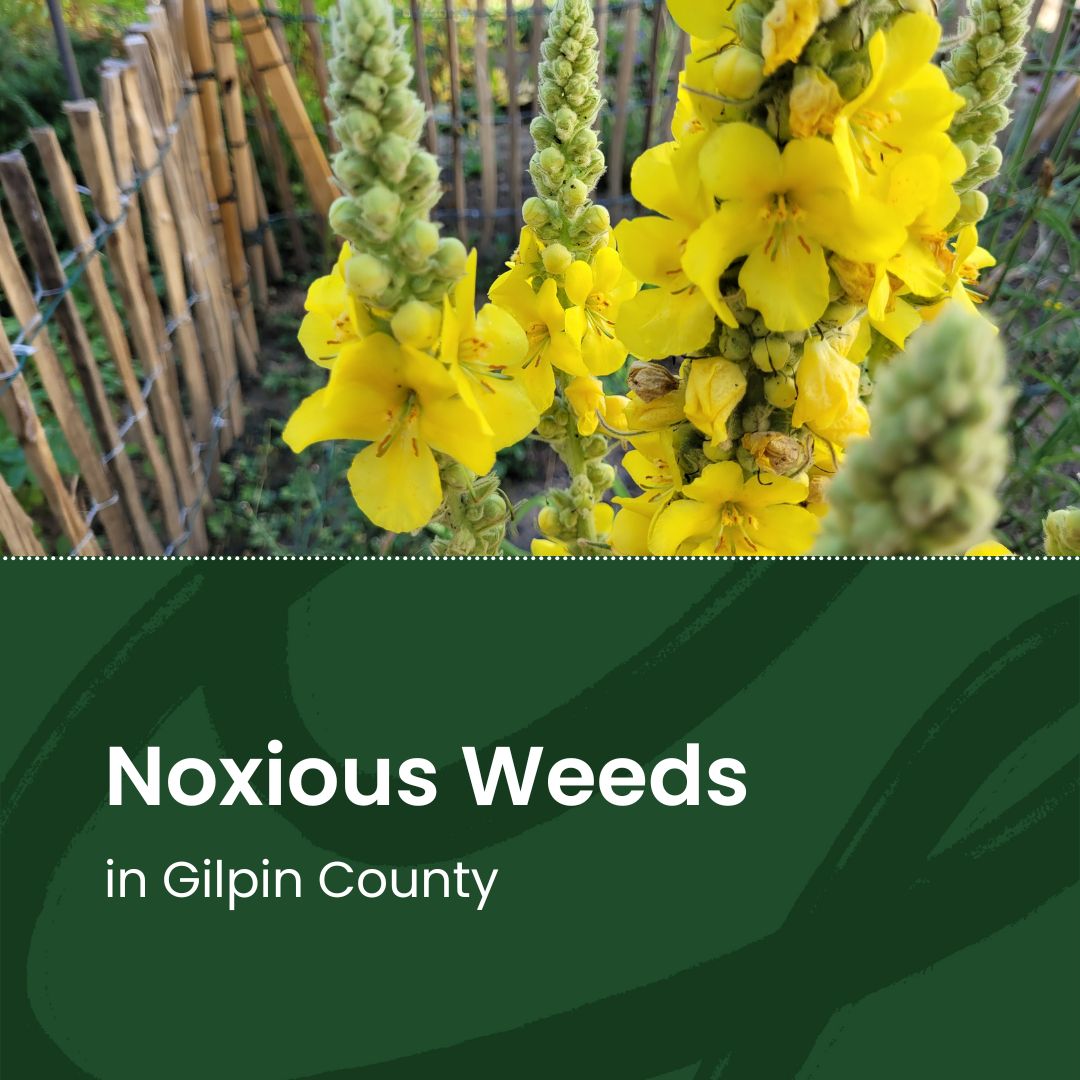 Noxious Weeds in Gilpin County